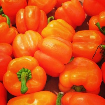 Orange pepper Oreny F1 plants - Capsicum annuum