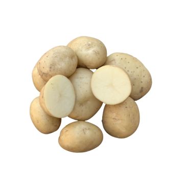 Potatoes JB007