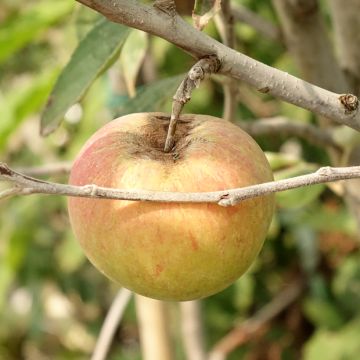 Apple Tree Cox's Orange Pippin - Malus domestica