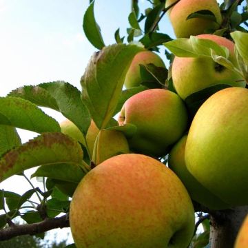 Malus domestica Golden Delicious - Golden Delicious Apple