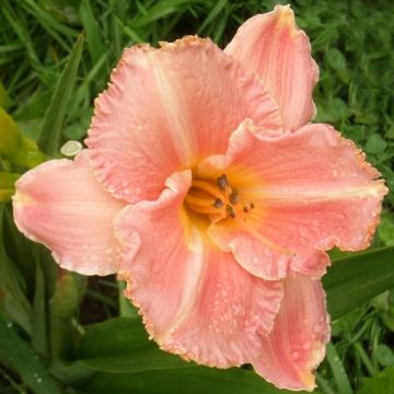 Hemerocallis Poogie - Daylily