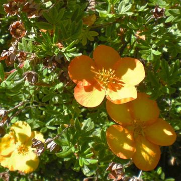 Potentilla fruticosa Solarissima - Shrubby Cinquefoil