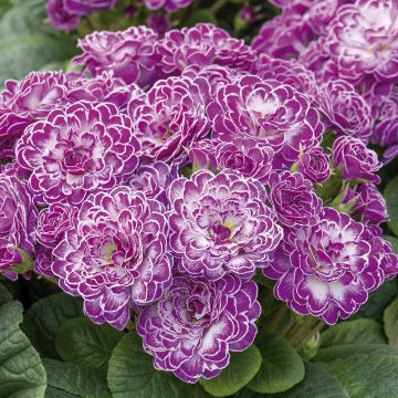 Primula vulgaris Belarina Candy Frost- English Primrose