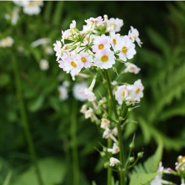 Primula japonica Alba - Japanese Primrose
