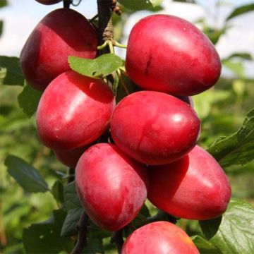 Prunus domestica Mirabelle Ruby - Common plum