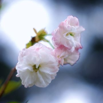 Prunus serrulata Shirofugen - Japanese Cherry
