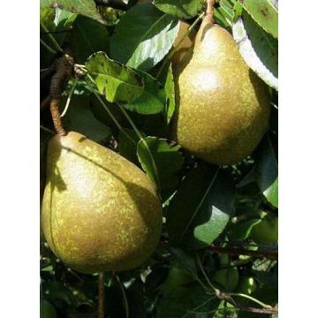 Pyrus communis General Leclerc - Pear Tree