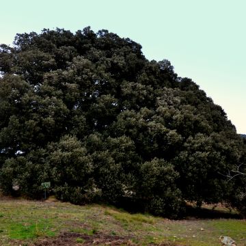 Holm oak - Quercus ilex