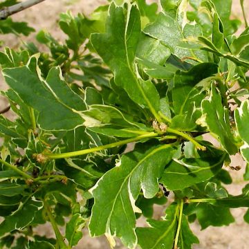 Quercus robur Argenteomarginata - English Oak