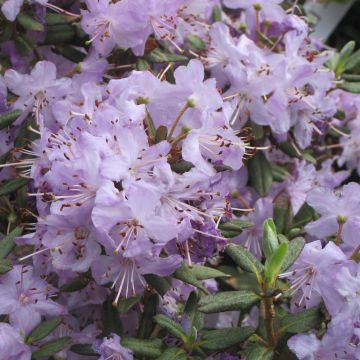 RhododendronBlue Silver