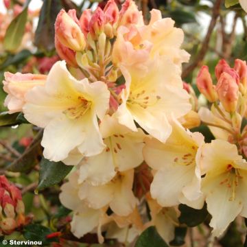 Rhododendron Horizon Monarch