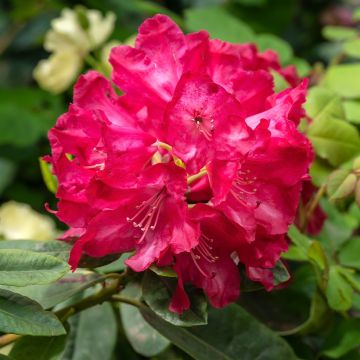 Rhododendron Easydendron Diderk Inkarho