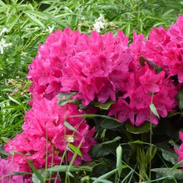 Rhododendron  Marie Forte (Madame Fortier)