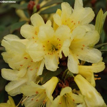 Rhododendron Saffron Queen