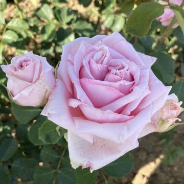 Rosa Parfum de Liberté