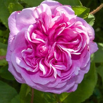 Rosa centifolia - Cabbage Rose