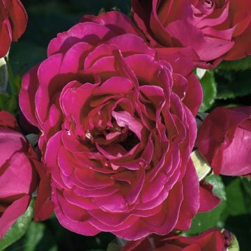 Rosa Dominica - Standard Hybrid Tea Rose