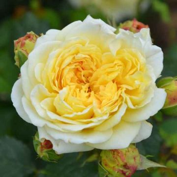 Rosa Generosa - 'Nelson Monfort' - Shrub Rose