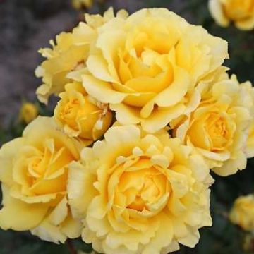 Rosa x polyantha Urban Streetlight Sunmaid - Groundcover Shrub Rose