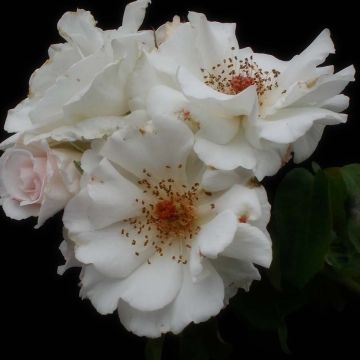 Rosa x polyantha 'Maria Mathilda' - Shrub Rose 