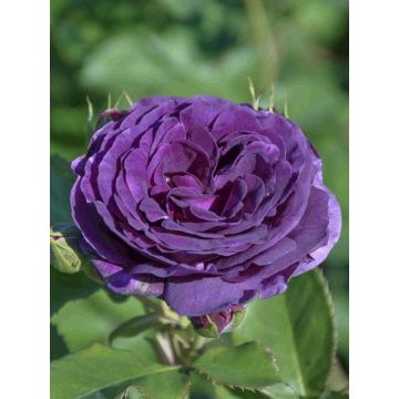 Rosa x floribunda Minerva - Floribunda Rose