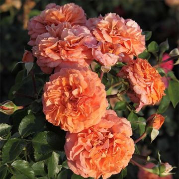 Rosa x floribunda Orangerie