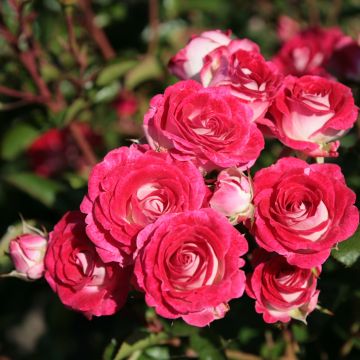 Rosa Schöne Koblenzerin - Floribunda Rose