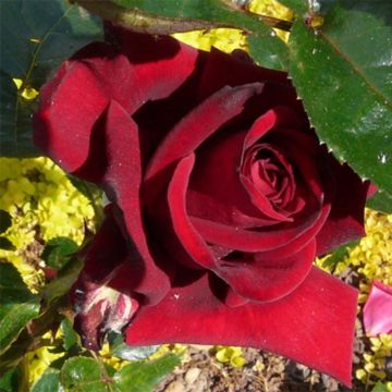 Rosa Rouge Adam 