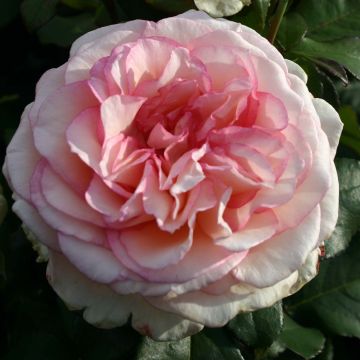 Rosa 'Souvenir de Baden-Baden' - Hybrid Tea Rose