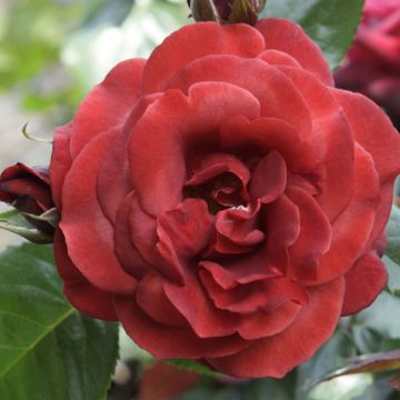 Rosa hybride moderne Terracotta® 'Simchoca'