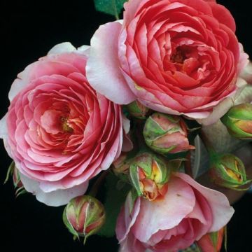 Rosa Generosa Amandine Chanel