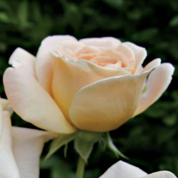 Rosa x floribunda Amber Abundance - Floribunda Rose