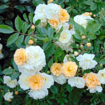 Rosa (x) multiflora Ghislaine de Féligonde