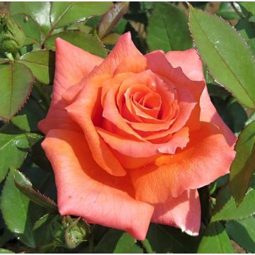 Rosa Anne Vanderlove - Modern Tea Hybrid Rose