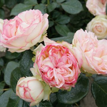 Rosa 'Biedermeier' - Hybrid Tea Rose