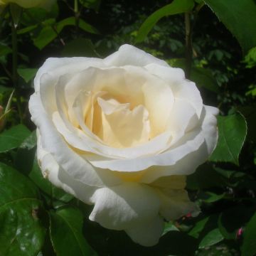 Rosa Pascali - Hybrid Tea Rose