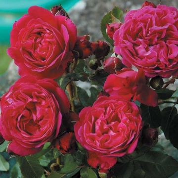 Rosa Generosa Cybelle - Shrub Rose