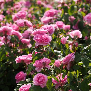 Rosa Gertrude Jekyll - English Shrub Rose