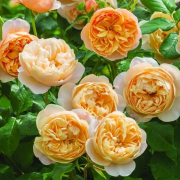 Rosa 'Roald Dahl' - English Rose