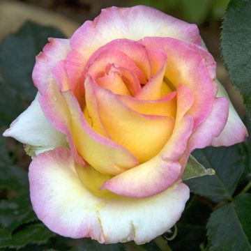 Rosa 'Jules Verne' - Hybrid Tea Rose