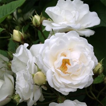 Rosa banksiae Purezza (The Pearl)