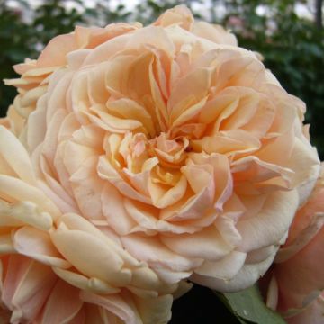 Rosa Generosa Morabito - Shrub Rose