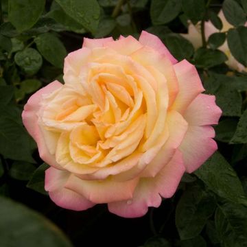 Rosa 'Madame A. Meilland' - Peace Rose - Hybrid Tea Rose