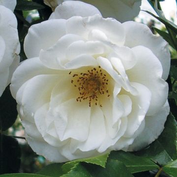 Rosa x floribunda 'Princesse de Galles' - Hybrid Tea Rose 