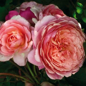 Rosa Generosa Prix PJ Redouté - Hybrid Tea Rose