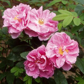 Rosa x rugosa Thérèse Bugnet - Shrub Rose