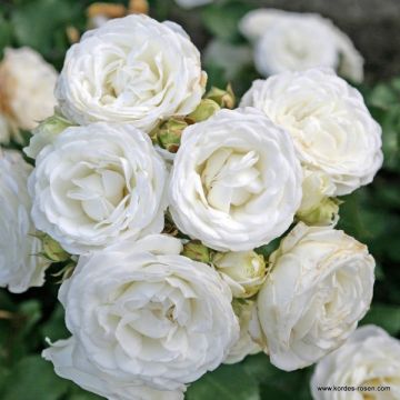 Rosa x polyantha 'Schneeküsschen' - Miniature Rose