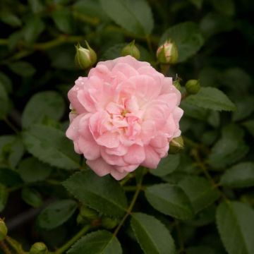 Rosa x polyantha The Fairy - Groundcover Rose