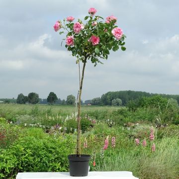 Rosa x floribunda 'Côté Jardin' - Standard Rose