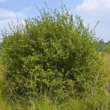 Salix aurita - Willow